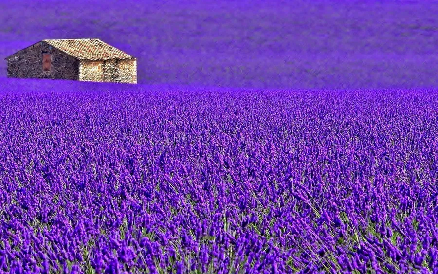 Lavender Background