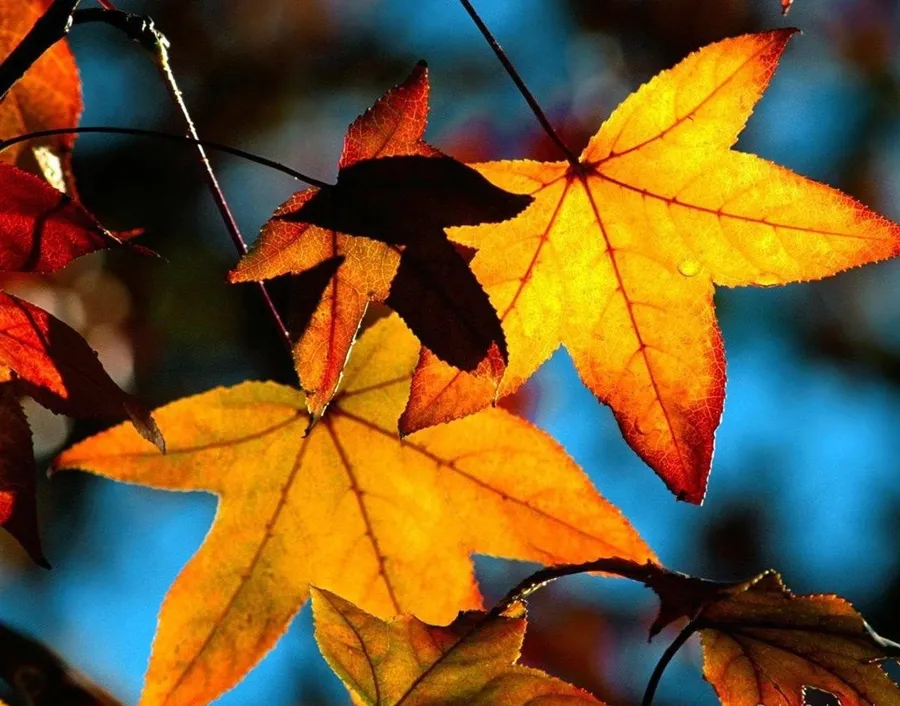 Fall Leaves Background
