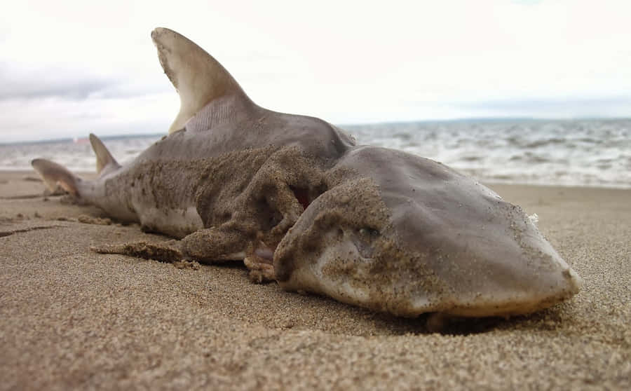 Squalo Dogfish Arenato