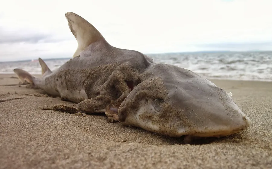 Beached Dogfish Shark