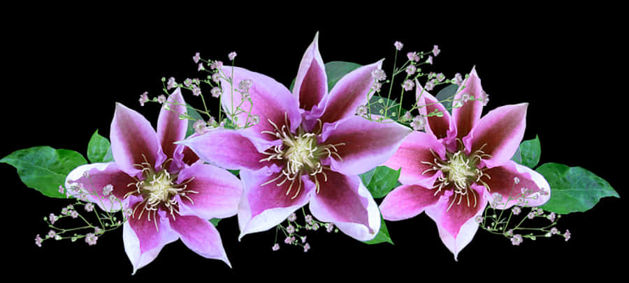 Pink Clematis Flowers Arrangement