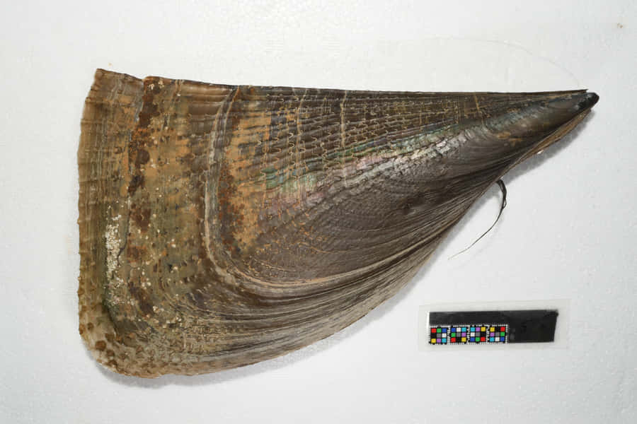 Campione di Penna Gigante