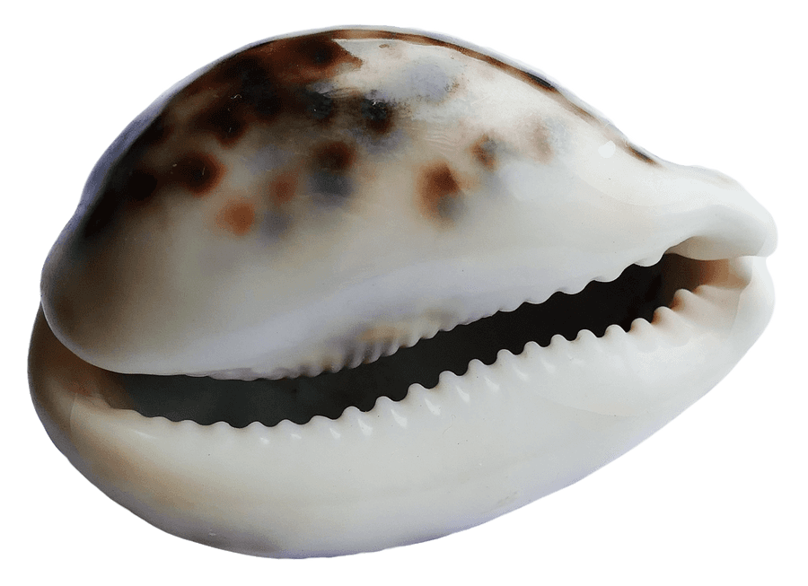 Spotted Sea Shell With Teeth Like Opening