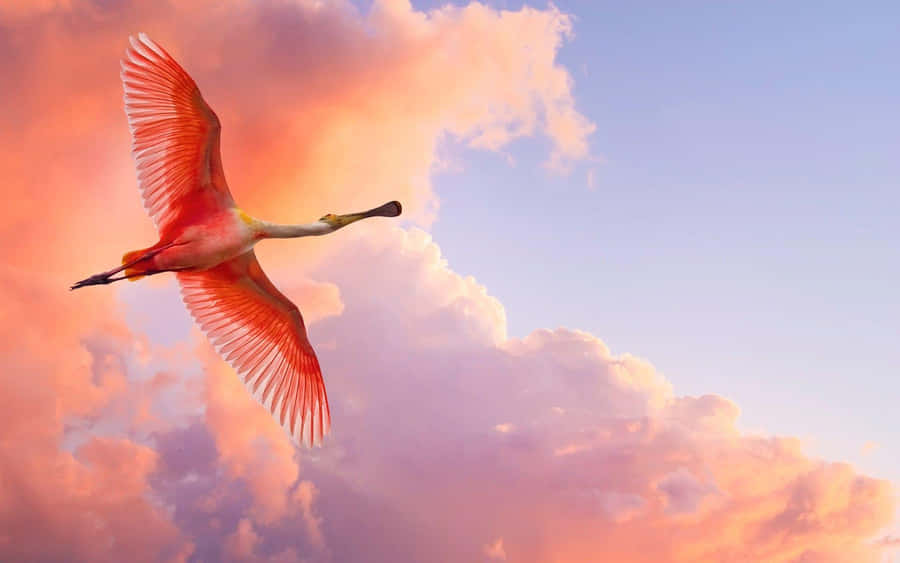 Majestätischer Flug über den Wolken