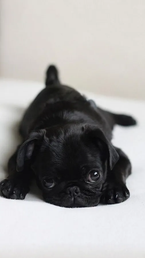 Pug
