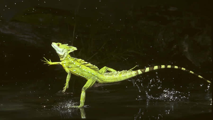 Lagarto Basilisco Correndo na Água