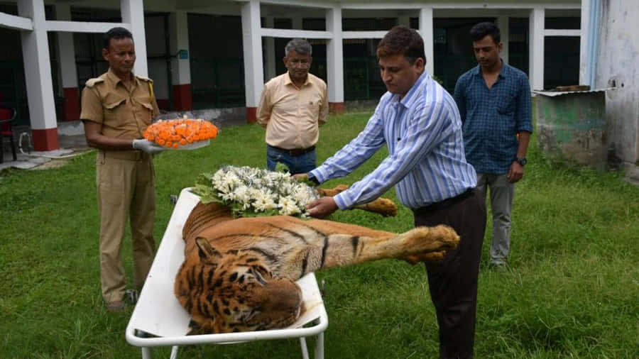 UnglaublicherBengal-Tiger in seinem natürlichen Lebensraum