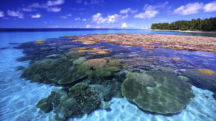 Keindahan Terumbu Karang Great Barrier Reef