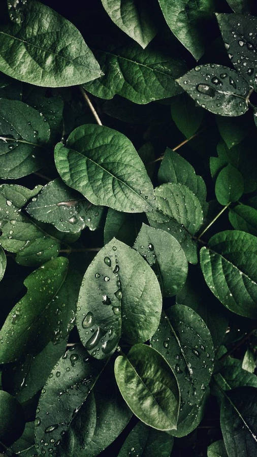 Download Water Droplets Leaves Iphone Wallpaper | Wallpapers.com