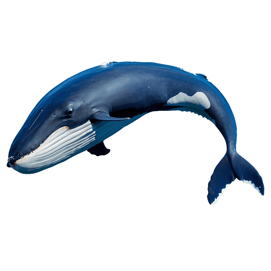 Humpback Whale Ocean Explorer PNG 06212024