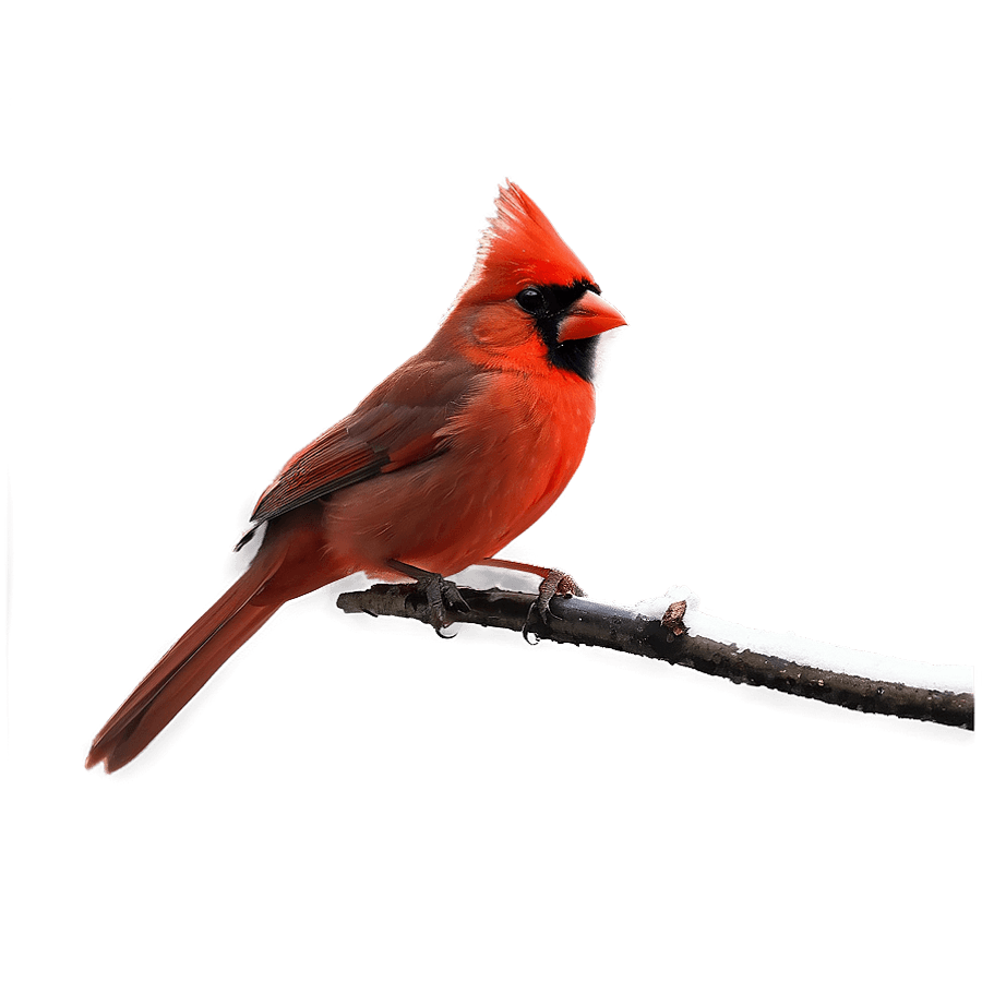 Red Cardinal Profile PNG whn75