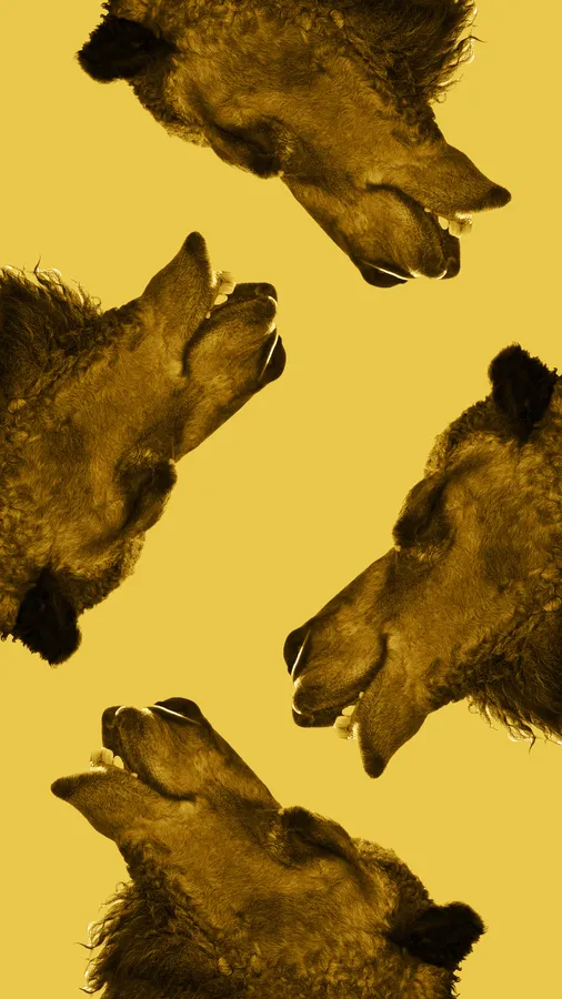 Ugly Camel