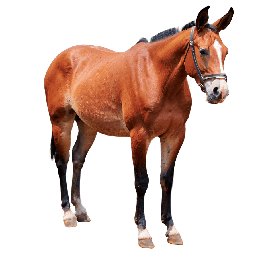 Majestic Mule Stance PNG nys
