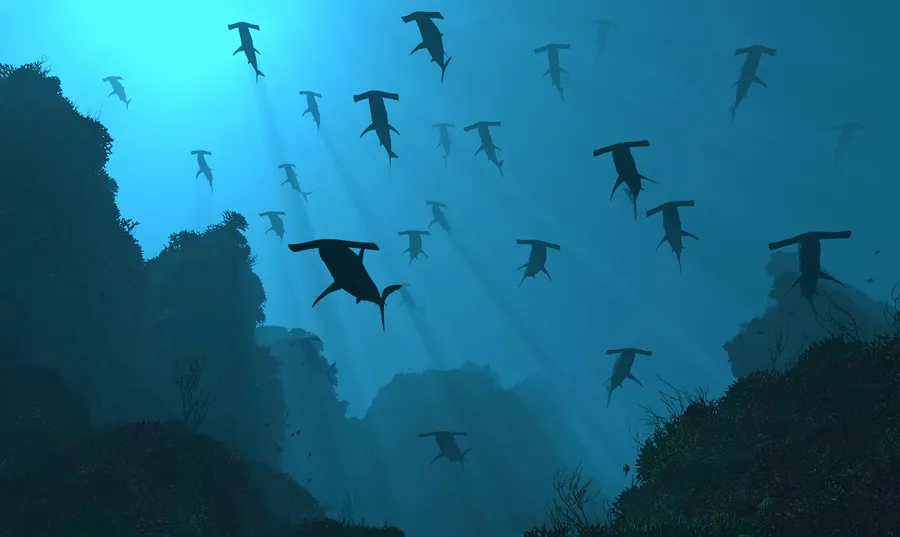 Hammerhead Shark