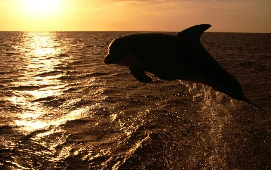 Dolphin Sunset