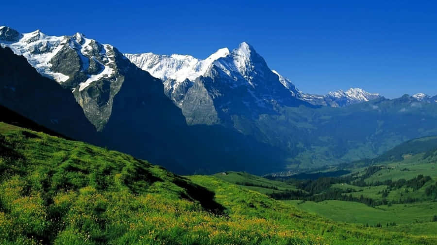 Grøn baggrund med høj opløsning 1920 x 1080
