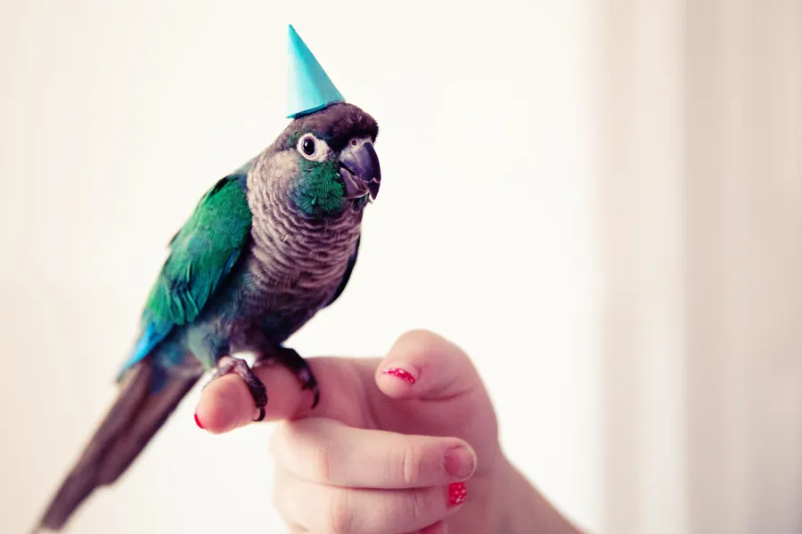 pets pictures