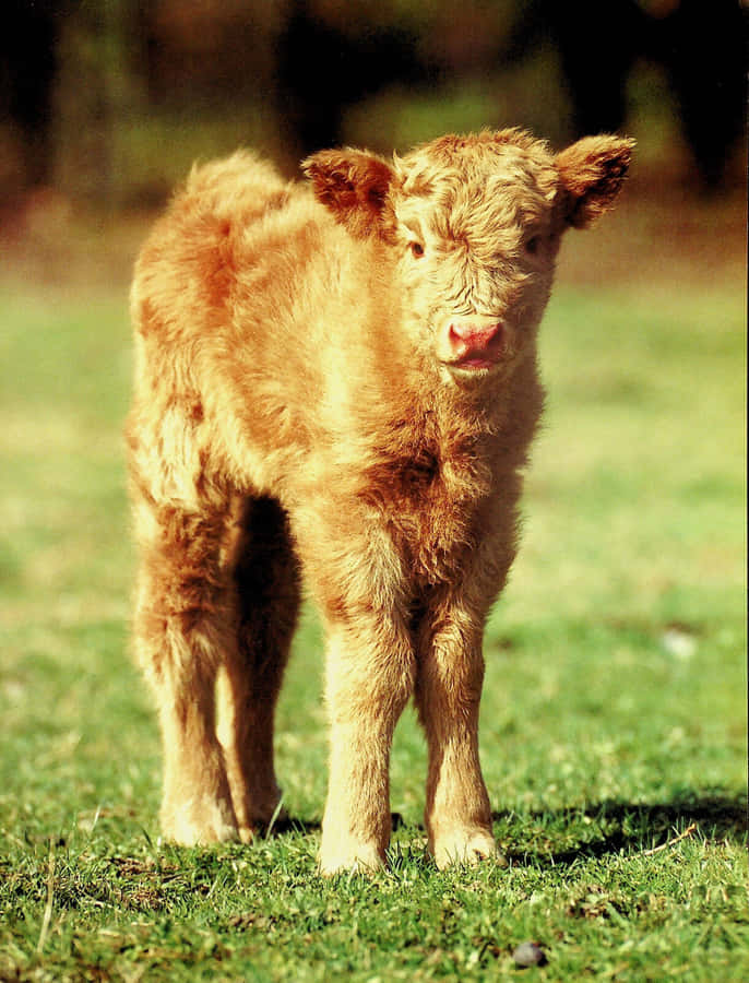 Niedliches braunes Kalb steht auf dem Feld.jpg