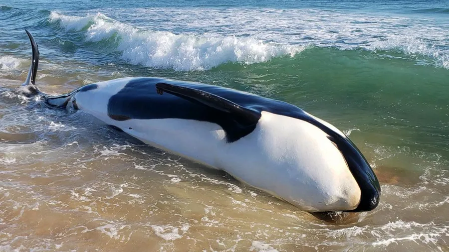 orca