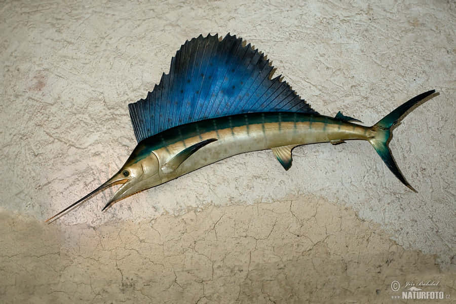 Apreciandoum dia na água com um Sailfish.