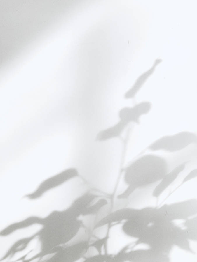 White aesthetic plant shadow wallpaper