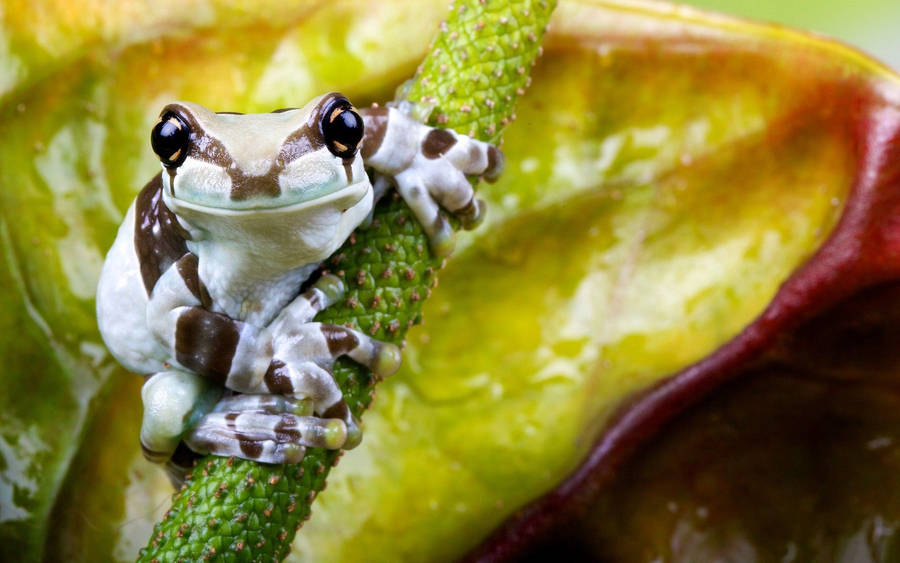 White And Brown Frog On Stem wallpaper