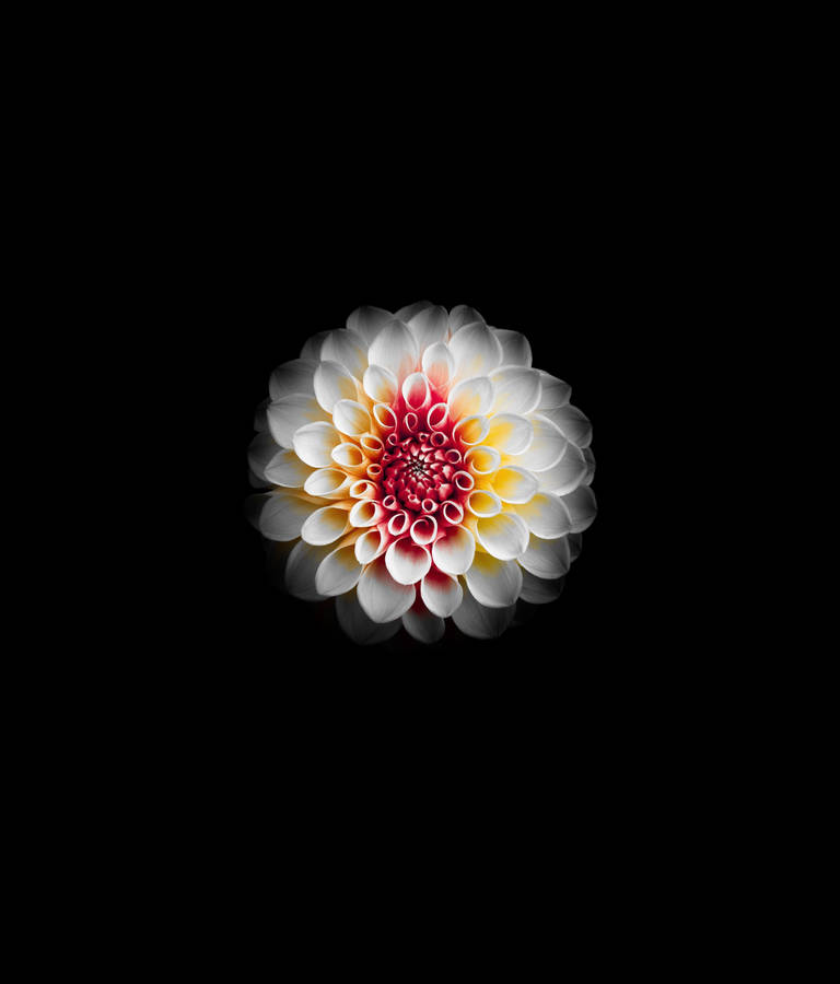 Download White Dahlia Wallpaper Wallpapers Com