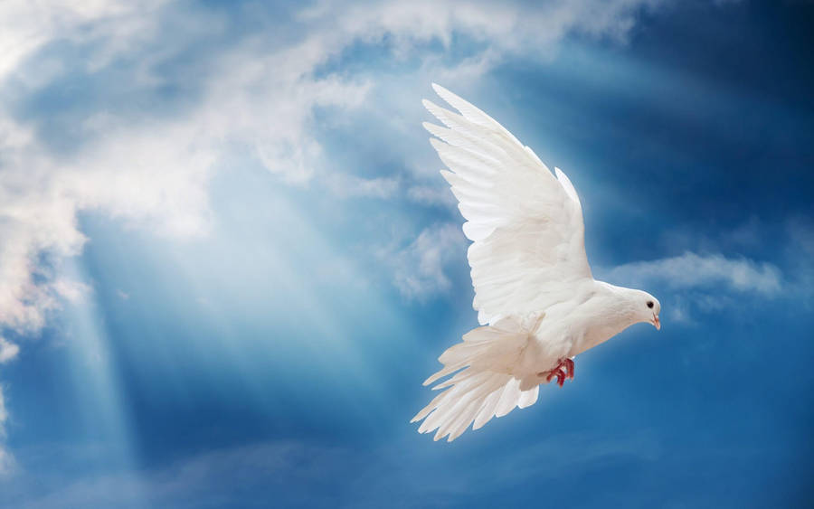 Download White Dove And Sun Rays Wallpaper | Wallpapers.com