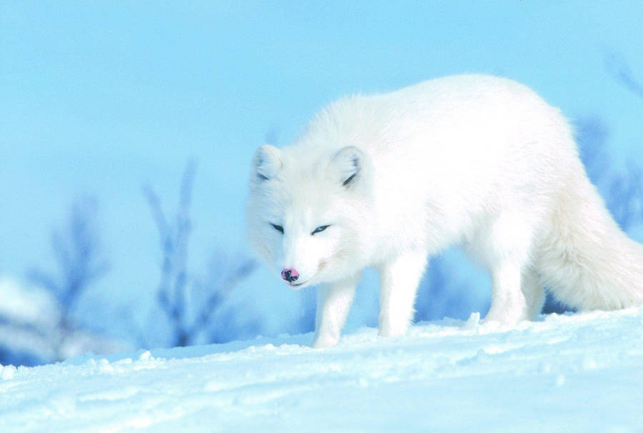 White Fox In Cyan Nature wallpaper