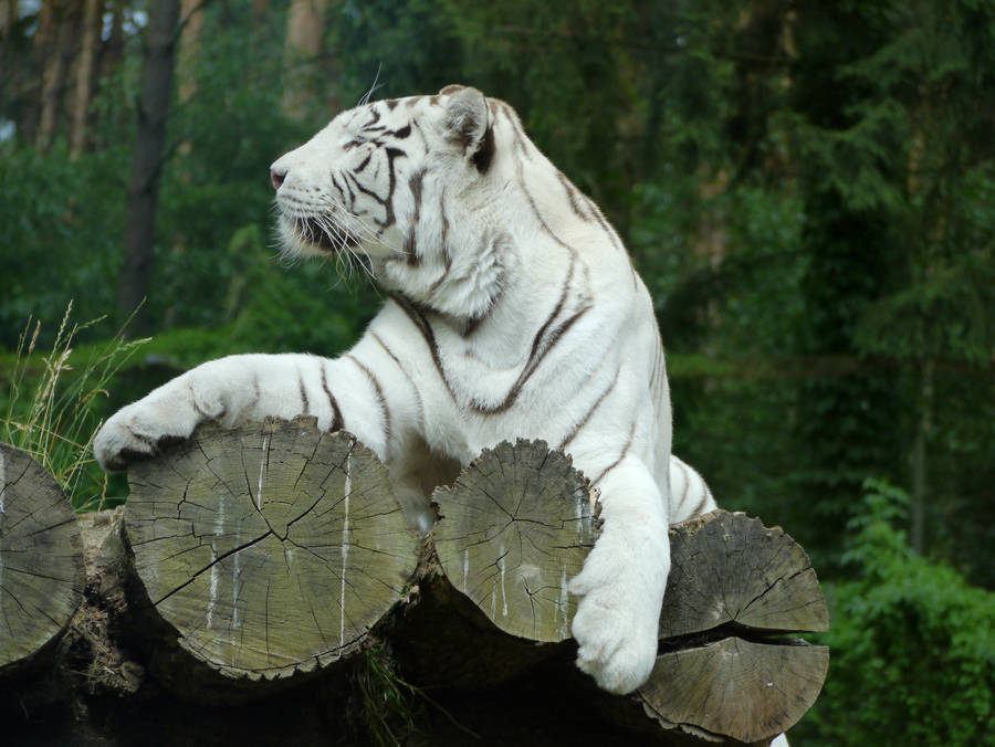 Majestic wallpaper of white tiger sitting on logs. 
