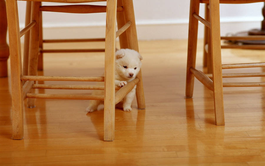 Cute White Puppy Under The Chair Wallpaper