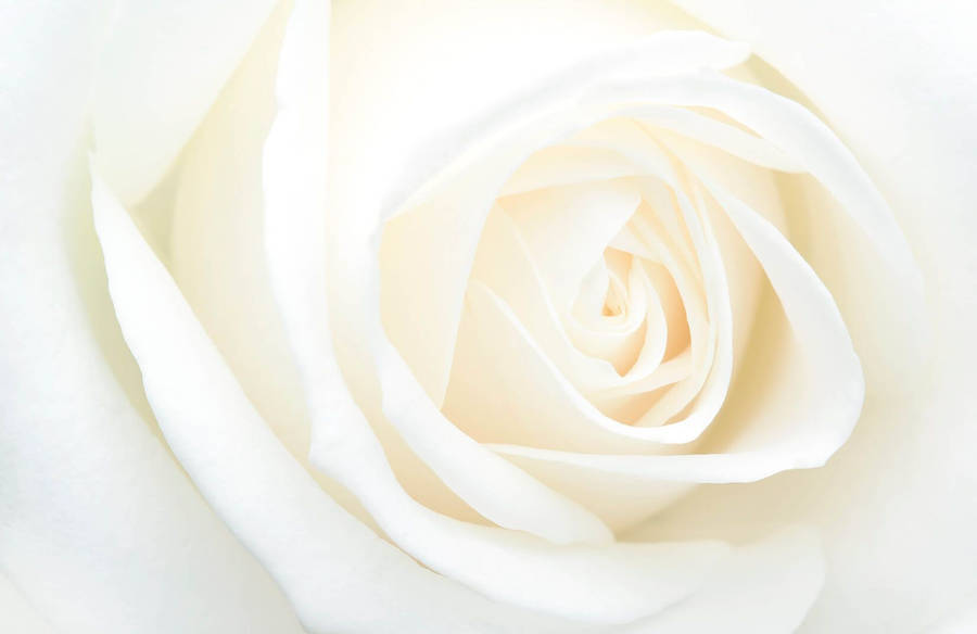 Download White Rose Solid Shot Wallpaper | Wallpapers.com