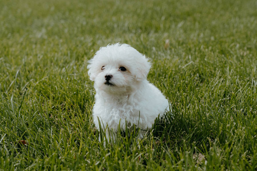 White teacup poodle on grass wallpaper