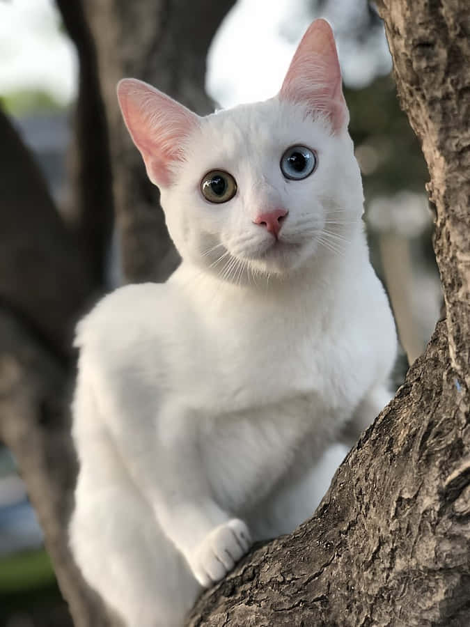 Chat Blanc aux Yeux Étranges Perché sur un Arbre