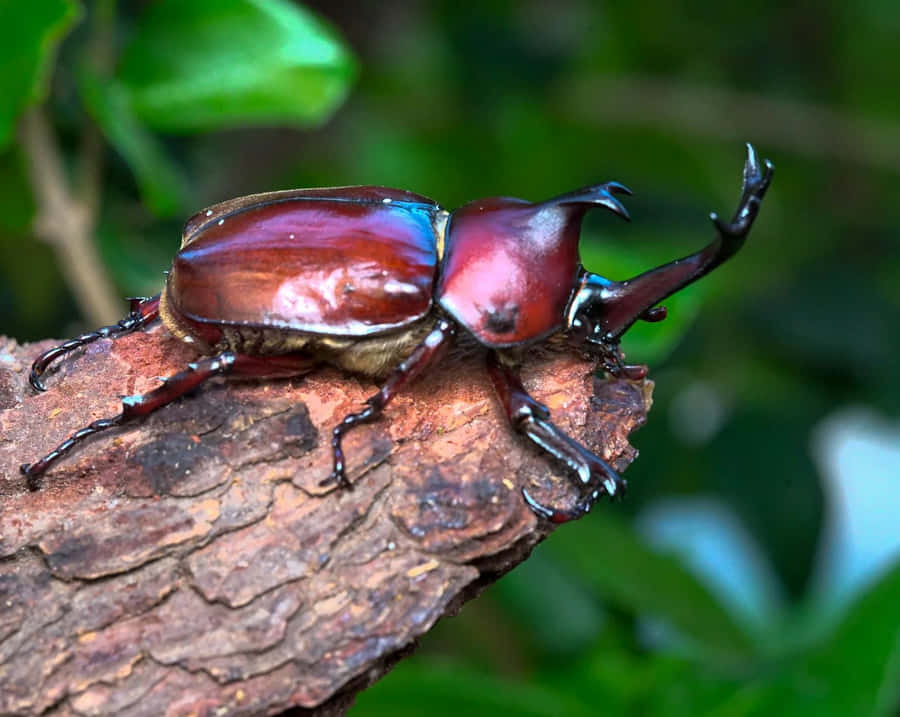 Scarabeo Rinoceronte su Corteccia d'Albero