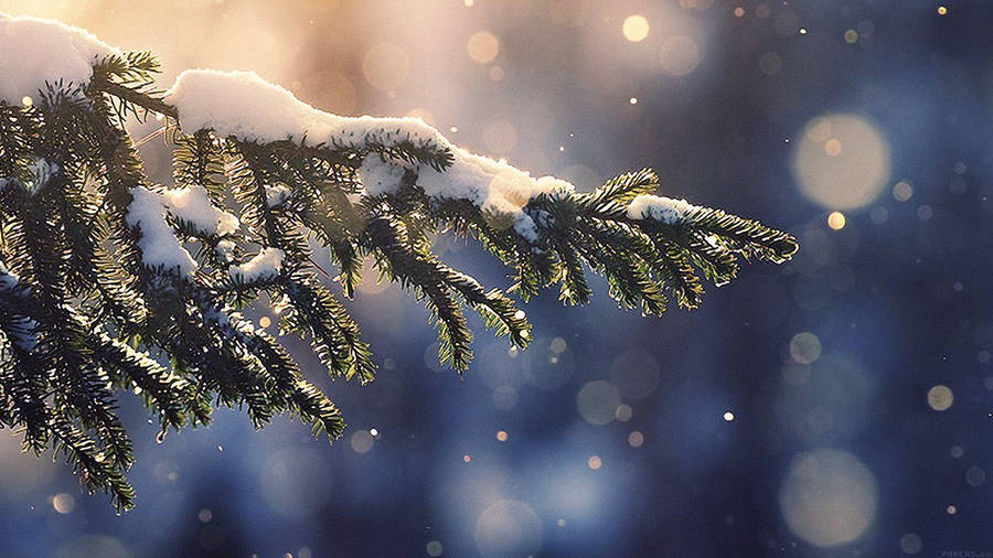 Fir Tree Christmas Laptop