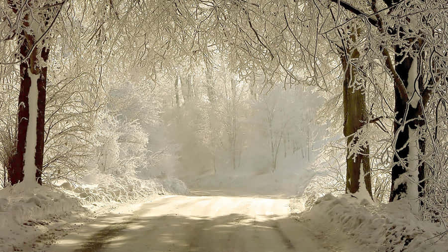 Winter Snow Desktop