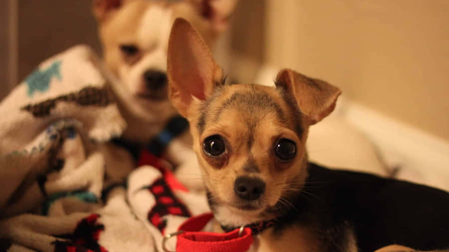 AdorávelChihuahua de xícara aproveitando o dia.