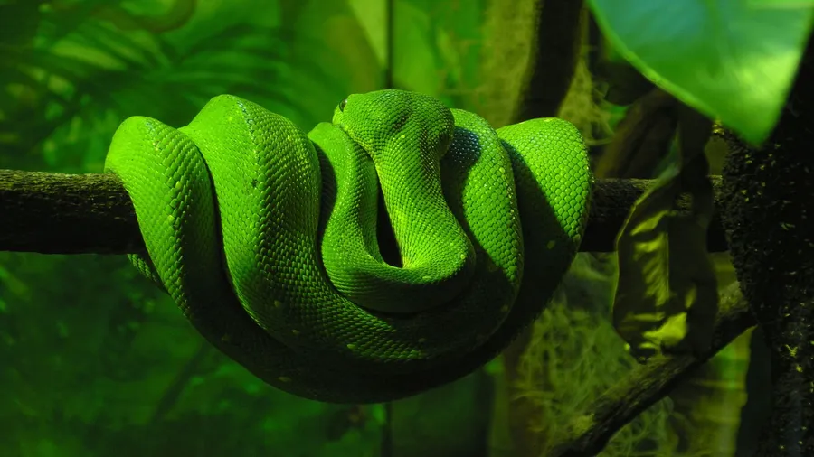 Cool Snake