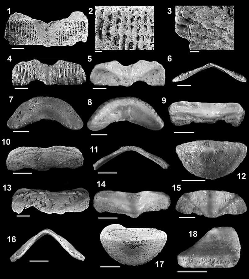 Coleção de Exemplares de Fósseis de Chitonidae