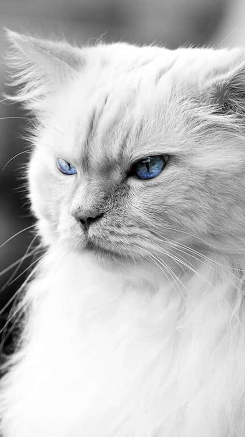 Witte Baas Kat