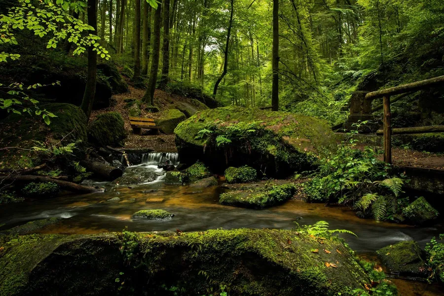 Lush Forest Stream