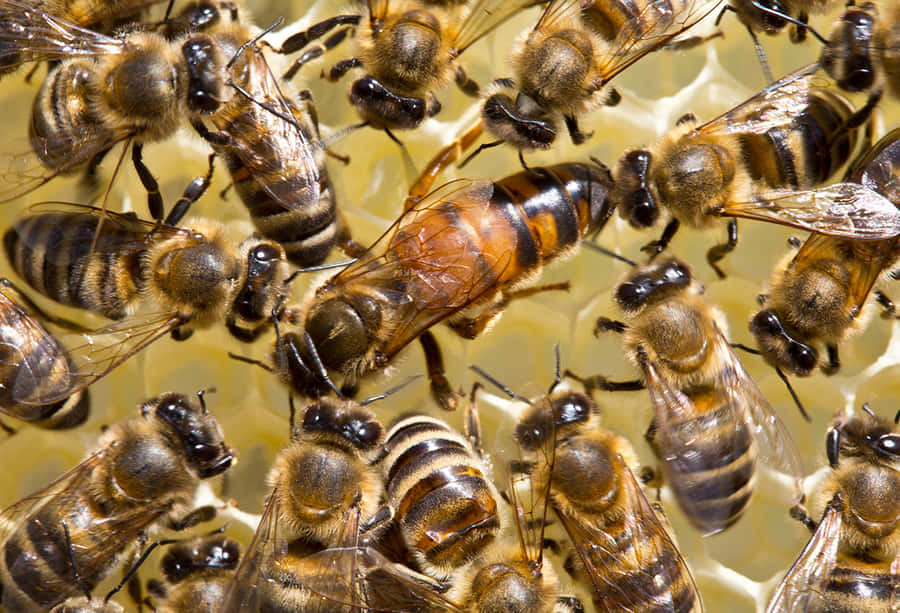 KöniginBienen-Schwarm auf einem Bild mit goldenem Honigwabenmuster