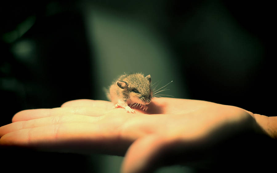 Animal Mouse HD Wallpaper | Background Image