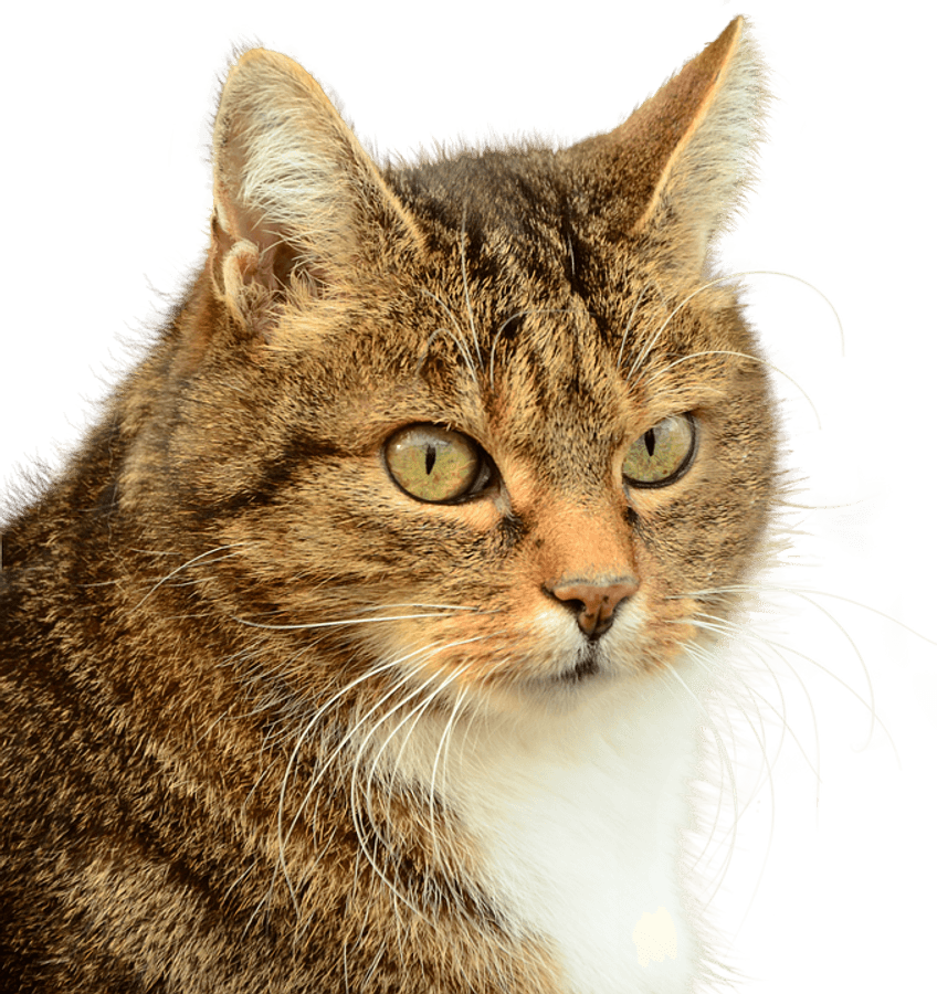 Tabby Cat Portrait Image