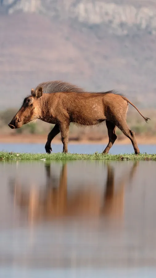 Warthog Walking By Water Reflection