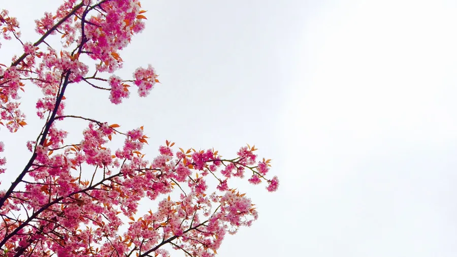 Blossom background