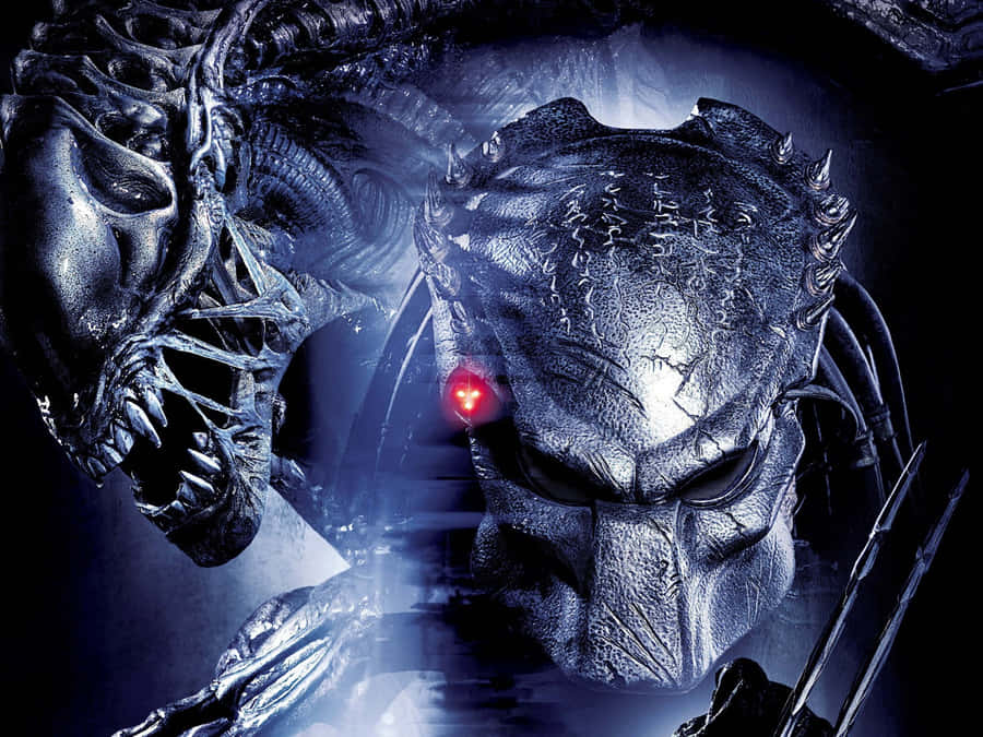 Vargpredator1600 x 1200 bakgrundsbild