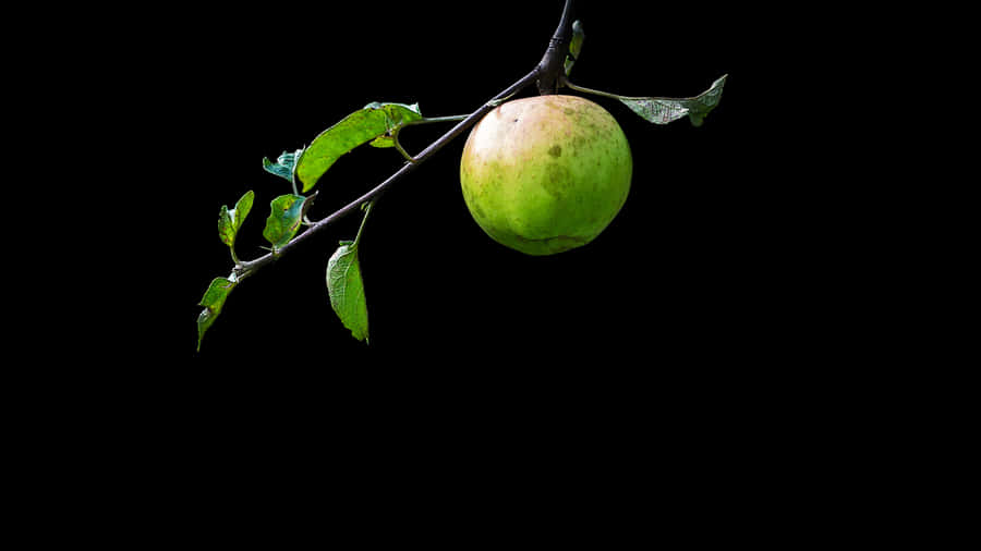 HD Oled Grøn Citron Baggrund.