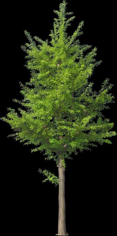 Tree Psd, Tree Photoshop, Tree Images, Watercolor Trees, - Front View Tree Png